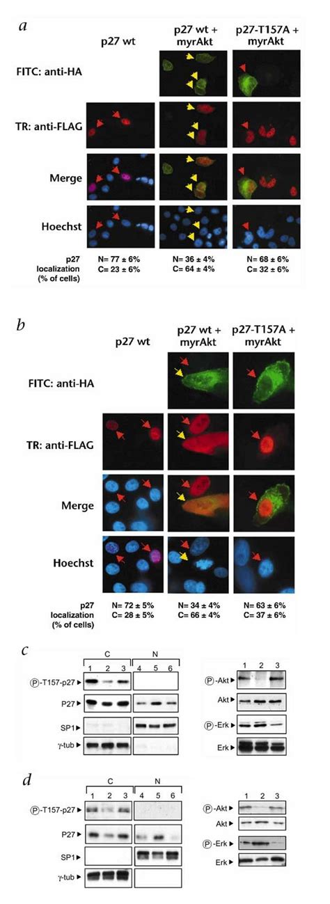 Cytoplasmic relocalization and inhibition of the cyclin-dependent ... 