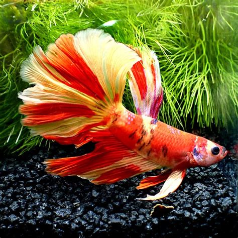 Kampffisch Halfmoon Red Orange Nemo Betta Splendens Gn Aquapro