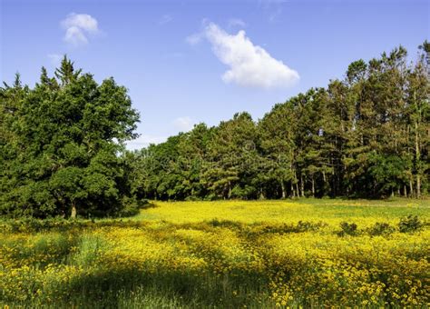 Native Wildflower Field In North Carolina Stock Image Image Of Field