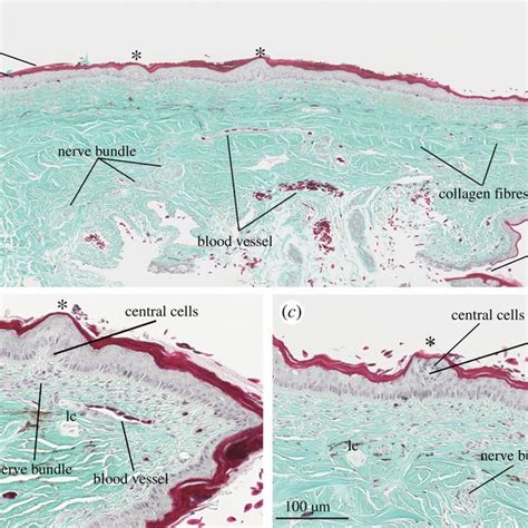 Light Micrographs Of A Transverse Section Of Cephalic Skin Nasal