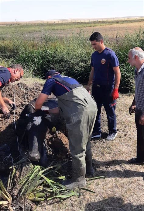 Derede mahsur kalan ineği itfaiye kurtardı