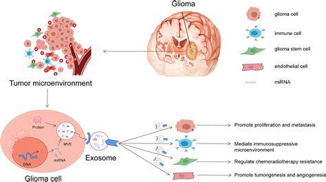 Frontiers The Role Of Exosomal Mirnas In Glioma Biological Function