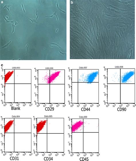 Characterization Of Humscs A 1 Week After The Primary Work Adherent Download Scientific