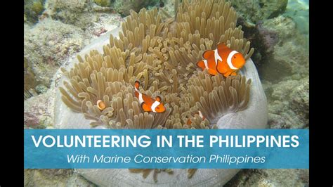 Volunteering In The Philippines With Marine Conservation Philippines