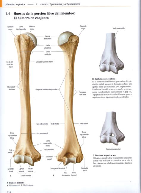 Pin P Anatomia Humana Huesos