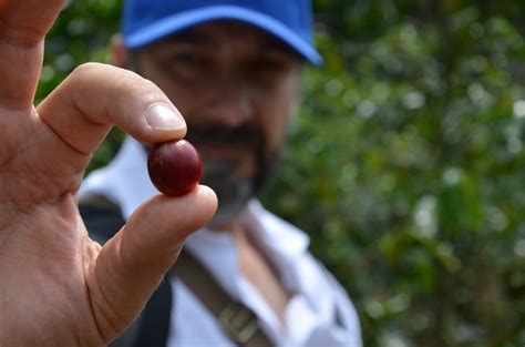 Trieste Coffee Experts Giorni Dedicati Al Caff Tra Sostenibilit E