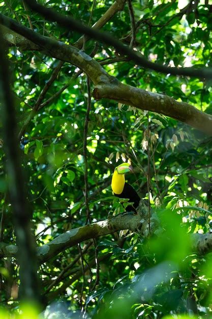 Premium Photo Colorful Toucan On A Tree Branch