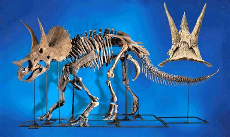 Triceratops And Chasmosaurus