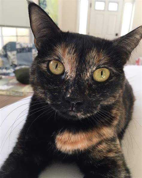 Black Tortoiseshell Cat With Blue Eyes