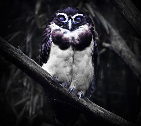 Speckled Owl by Enkphoto on DeviantArt