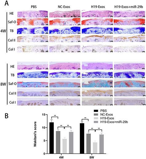 The Umbilical Cord Mesenchymal Stem Cellderived Exosomal Lncrna H