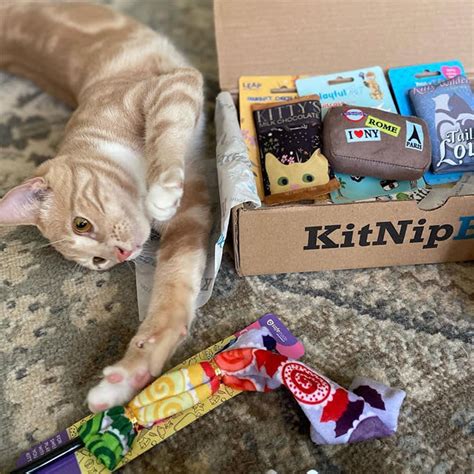 7 Best Subscription Boxes For Cats · The Wildest