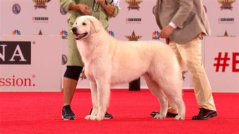 Kuvasz 2019 Beverly Hills Dog Show Working Group Nbc Sports