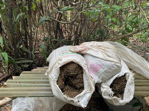 Pol Cia Federal Destr I Mais De Mil P S De Maconha No Maranh O