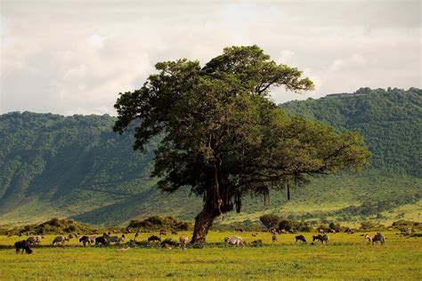 Ngorongoro Krater Safari In Tansania Rhino Africa