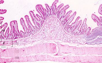 Small Intestine Histology Diagram Quizlet