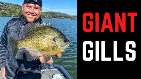 Fishing For GIANT Bluegills Using Garmin Livescope YouTube