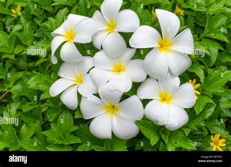 Como Se Llama La Flor Que Es Blanca Con Amarillo Online Cdlguaiba Br