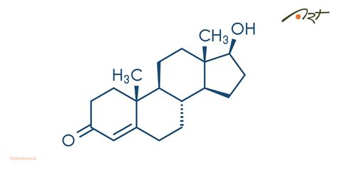 Testosterona e fertilidade saiba mais sobre a relação Art Medicina