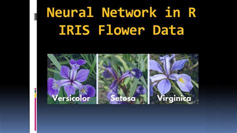 Neural Network Model In R For Iris Flower Classification Using Nnet Youtube