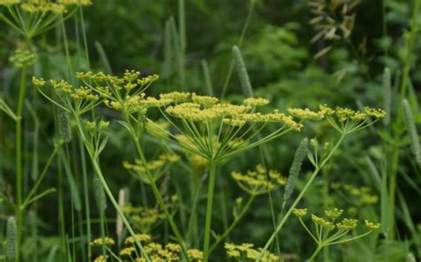 Poison Hemlock Wild Parsnips Are Invasive To Ohio How To Spot Them Get Rid Of Them