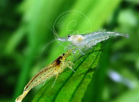 The Ultimate Guide To Different Types Of Aquarium Shrimp - AquaWorldHub