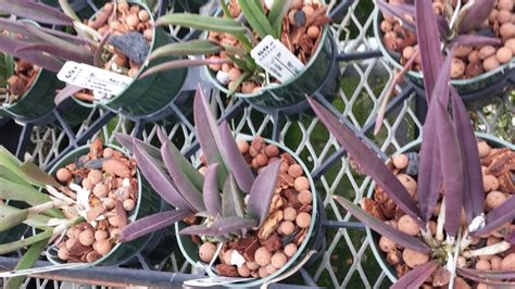 Orchid Brassavola Nodosa X C Schilleriana Mary Dodson Mounted Etsy