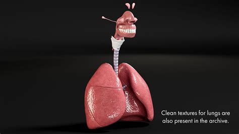 Respiratory System Smoker's Lungs light stage 3D Model $219 - .fbx .max ...