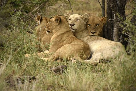 South Africa - Lions