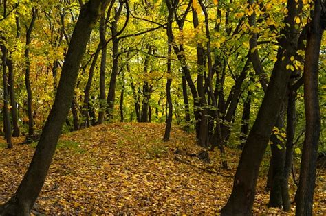 Premium Photo | Autumn forest. forest landscape in autumn. autumn background