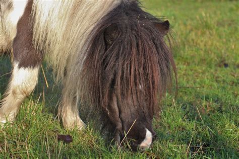 Shetland Pony Kostenloses Foto Auf Pixabay Pixabay