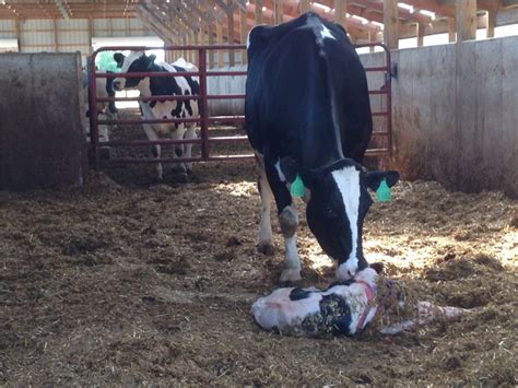 Calving area changes led to better results - Dairy