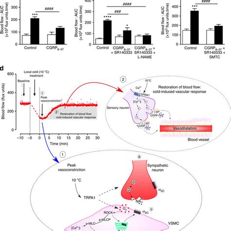 Trpa1 Mediates The Vasodilator Component Of Cold Induced Responses