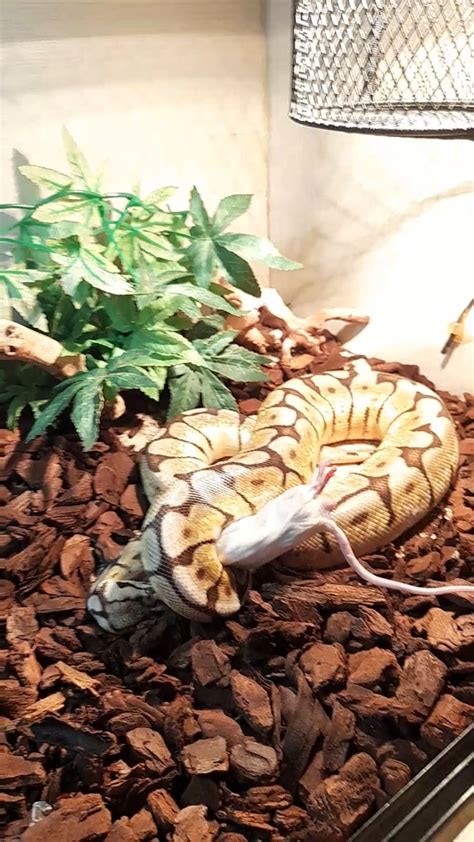 Feeding with the snake : r/snakes