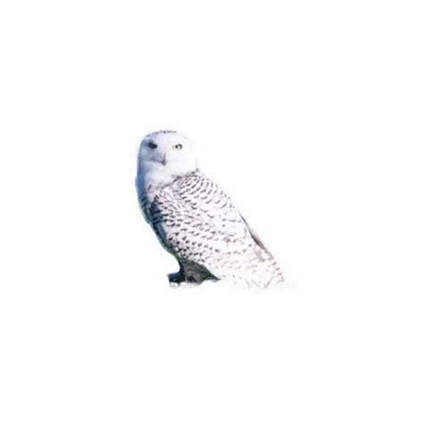 How To Draw Hedwig Step By Step Guide