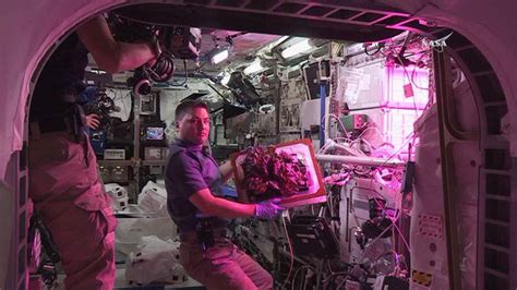 Yummy! ISS Astronauts Eat First Space-Grown Food - Universe Today