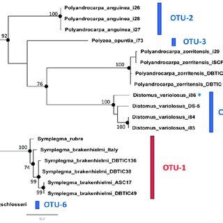 Maximum Likelihood Phylogenetic Tree Of Polyzoinae Based On Coi Phyml