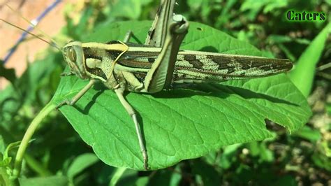 Con Châu Chấu Grasshoppers Schistocerca Video Dailymotion