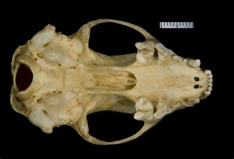 ADW: Mephitidae: SPECIMENS