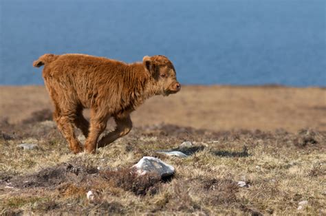 Miniature Cows' Playtime Before Bed Is Enough to Make Anyone Smile - PetHelpful