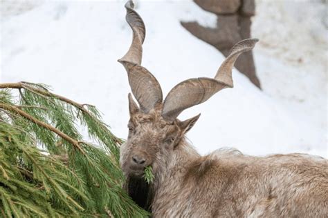 Markhor Facts - CRITTERFACTS