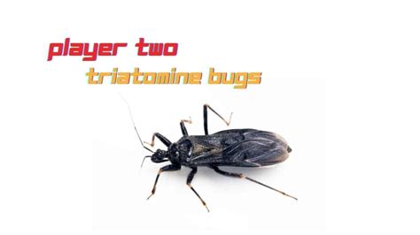 Stink Bug Vs Triatomine Bugs – Key Facts – School Of Bugs