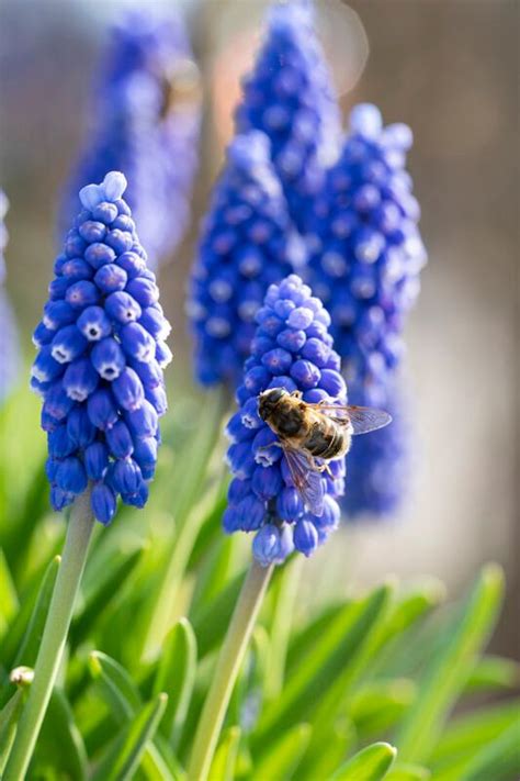 Muscari 'Armeniacum' Grape Hyacinth from ADR Bulbs