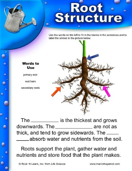 Root Structure Worksheet For 3rd 5th Grade Lesson Planet