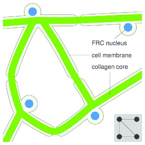 Structure Of The Reticular Cell Network The Reticular Cell Network Is Download Scientific