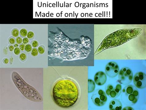 Unicellular Organisms Examples