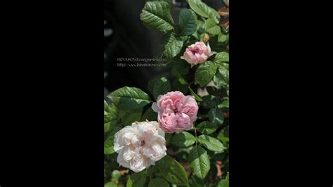 Сесиль Де Воланж Роза Фото И Описание – Telegraph