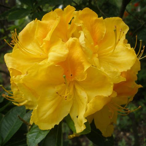 Deciduous Azalea Sovereign Deciduous Azaleas Millais Nurseries