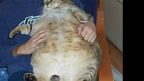 World S Fattest Cats Top 5 Youtube