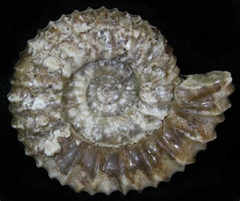 1.65" Pavlovia Ammonite Fossil - Siberia (#29654) For Sale - FossilEra.com